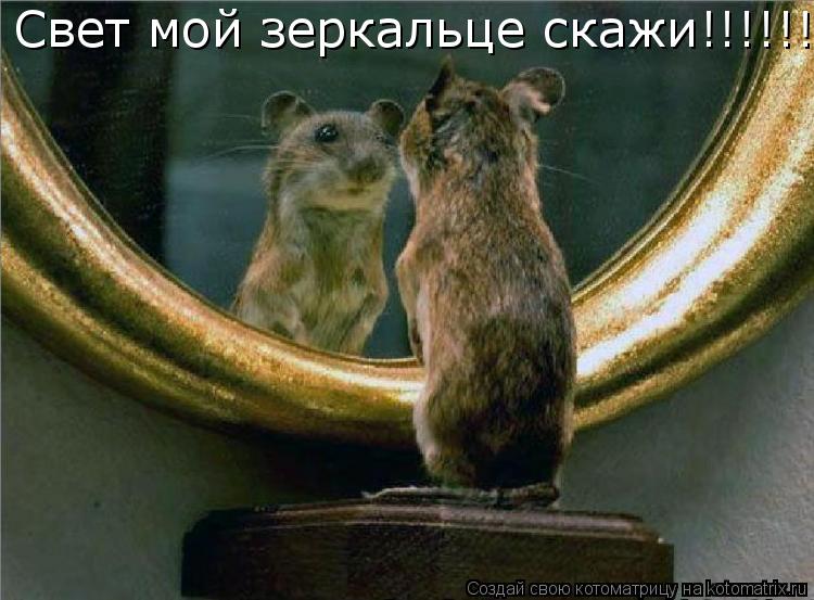 Котоматрица: Свет мой зеркальце скажи!!!!!!!!!!!!!!!!!!!!!!!!!!!!!!