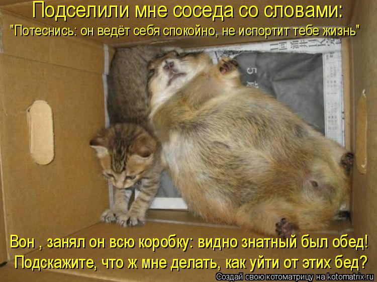 Подселили мне соседа со словами: "Потеснись: он ведёт себя спокойно, не испортит тебе жизнь" Вон , з... Котоматрица: Подселили мне соседа со словами: "Потеснись: он ведёт себя спокойно, не испортит тебе жизнь" Вон , занял он всю коробку: видно знатный был обе