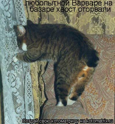 любопытной Варваре на базаре хвост оторвали... Котоматрица: любопытной Варваре на базаре хвост оторвали