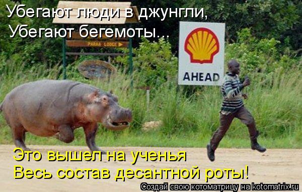 Убегают люди в джунгли, Убегают бегемоты... Это вышел на ученья Весь состав десантной роты!... Котоматрица: Убегают люди в джунгли, Убегают бегемоты... Это вышел на ученья Весь состав десантной роты!