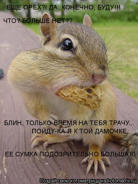ЧТО? БОЛЬШЕ НЕТ?? БЛИН, ТОЛЬКО ВРЕМЯ НА ТЕБЯ ТРАЧУ... ПОЙДУ-КА Я К ТОЙ ДАМОЧКЕ, ЕЩЕ ОРЕХ?! ДА, КОНЕЧН... Котоматрица: ЧТО? БОЛЬШЕ НЕТ?? БЛИН, ТОЛЬКО ВРЕМЯ НА ТЕБЯ ТРАЧУ... ПОЙДУ-КА Я К ТОЙ ДАМОЧКЕ, ЕЩЕ ОРЕХ?! ДА, КОНЕЧНО, БУДУ!!! ЕЕ СУМКА ПОДОЗРИТЕЛЬНО БОЛЬШАЯ!