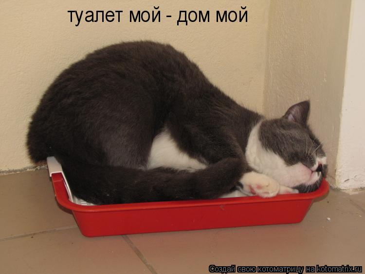 туалет мой - дом мой... Котоматрица: туалет мой - дом мой