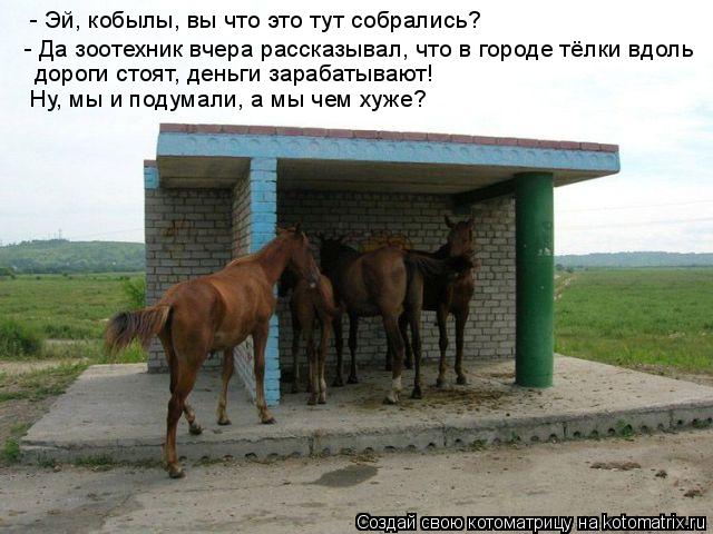 - Эй, кобылы, вы что это тут собрались? - Да зоотехник вчера рассказывал, что в городе тёлки вдоль д... Котоматрица: - Эй, кобылы, вы что это тут собрались? - Да зоотехник вчера рассказывал, что в городе тёлки вдоль дороги стоят, деньги зарабатывают! Ну, мы и