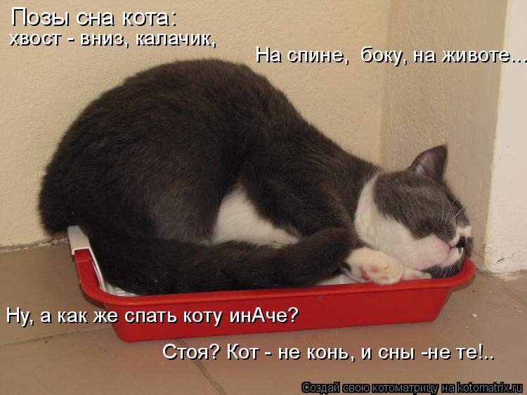 Позы сна кота: хвост - вниз, калачик, На спине, боку, на животе... Ну, а как же спать коту инАче? С... Котоматрица: Позы сна кота: хвост - вниз, калачик, На спине, боку, на животе... Ну, а как же спать коту инАче? Стоя? Кот - не конь, и сны -не те!..