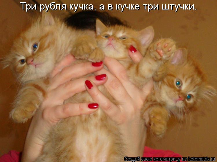 Три рубля кучка, а в кучке три штучки.... Котоматрица: Три рубля кучка, а в кучке три штучки.