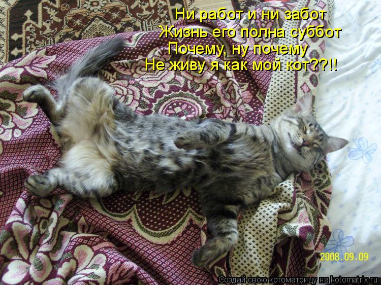 Не живу я как мой кот??!! Почему, ну почему Жизнь его полна суббот Ни работ и ни забот... Котоматрица: Не живу я как мой кот??!! Почему, ну почему Жизнь его полна суббот Ни работ и ни забот