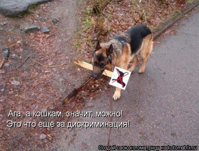 Ага, а кошкам, значит, можно! Это что ещё за дискриминация!... Котоматрица: Ага, а кошкам, значит, можно! Это что ещё за дискриминация!