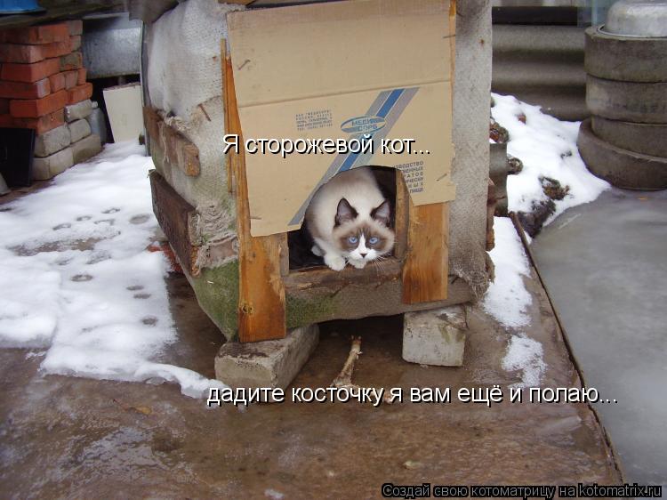 Котоматрица: Я сторожевой кот... дадите косточку я вам ещё и полаю...