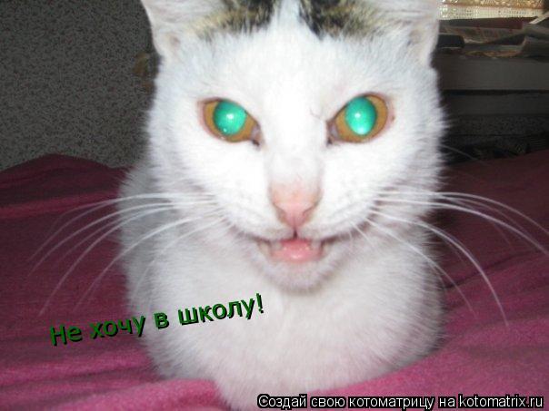Не хочу в школу!... Котоматрица: Не хочу в школу!