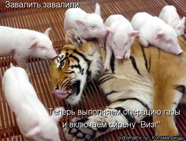 Завалить,завалили.. Теперь выполняем операцию газы и включаем сирену "Визг"... Котоматрица: Завалить,завалили.. Теперь выполняем операцию газы и включаем сирену "Визг"