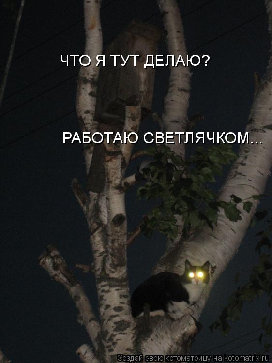 ЧТО Я ТУТ ДЕЛАЮ? РАБОТАЮ СВЕТЛЯЧКОМ...... Котоматрица: ЧТО Я ТУТ ДЕЛАЮ? РАБОТАЮ СВЕТЛЯЧКОМ...