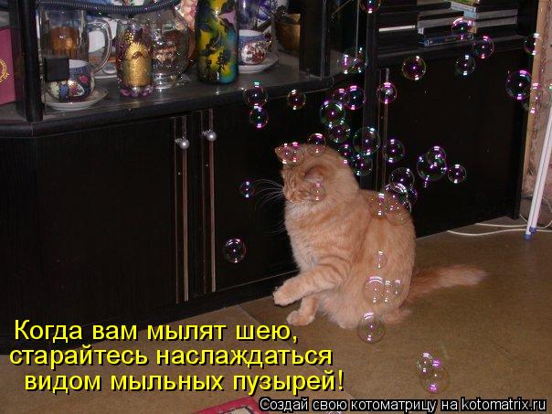 Когда вам мылят шею, старайтесь наслаждаться видом мыльных пузырей!... Котоматрица: Когда вам мылят шею, старайтесь наслаждаться видом мыльных пузырей!