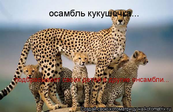осамбль кукушечка... подбрасывает своих детей в другие онсамбли...... Котоматрица: осамбль кукушечка... подбрасывает своих детей в другие онсамбли...