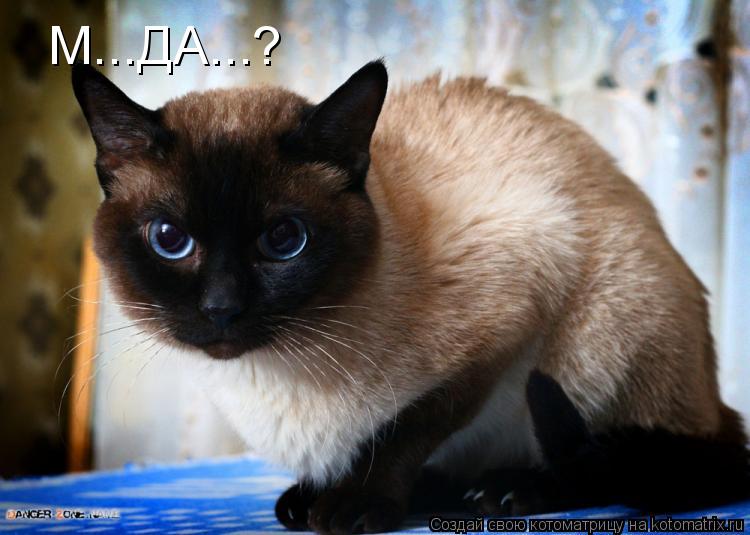 М...ДА...?... Котоматрица: М...ДА...?