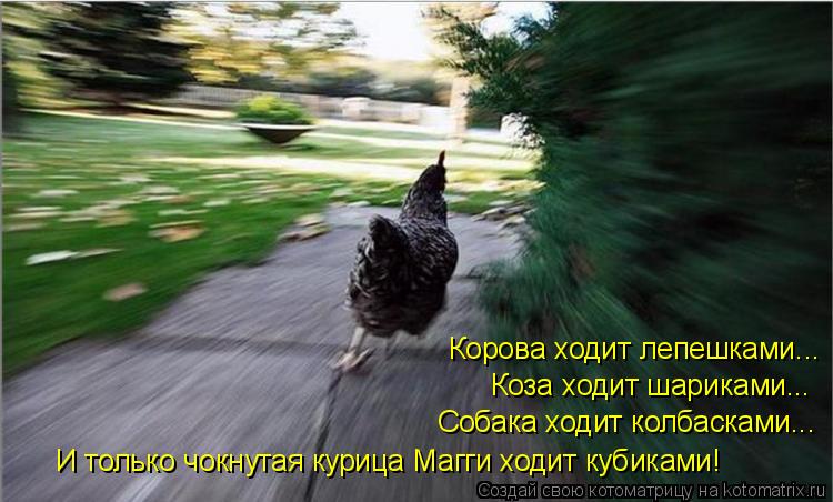 Корова ходит лепешками... Коза ходит шариками... Собака ходит колбасками... И только чокнутая курица ... Котоматрица: Корова ходит лепешками... Коза ходит шариками... Собака ходит колбасками... И только чокнутая курица Магги ходит кубиками!