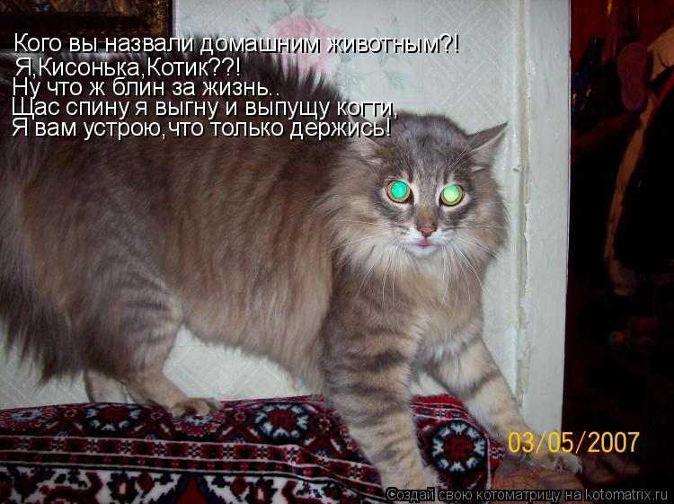 Кого вы назвали домашним животным?! Я,Кисонька,Котик??! Ну что ж блин за жизнь.. Щас спину я выгну и ... Котоматрица: Кого вы назвали домашним животным?! Я,Кисонька,Котик??! Ну что ж блин за жизнь.. Щас спину я выгну и выпущу когти, Я вам устрою,что только держи