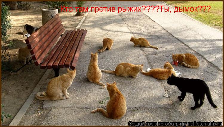 Кто там против рыжих????Ты, дымок???... Котоматрица: Кто там против рыжих????Ты, дымок???