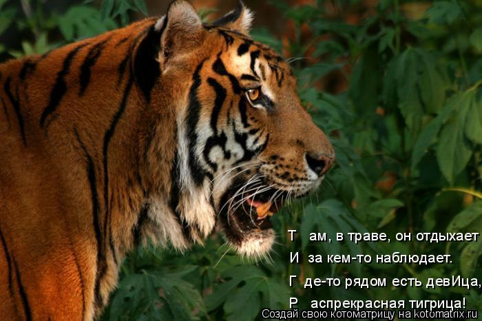 Т ам, в траве, он отдыхает И за кем-то наблюдает. Г де-то рядом есть девИца, Р аспрекрасная ти... Котоматрица: Т ам, в траве, он отдыхает И за кем-то наблюдает. Г де-то рядом есть девИца, Р аспрекрасная тигрица!