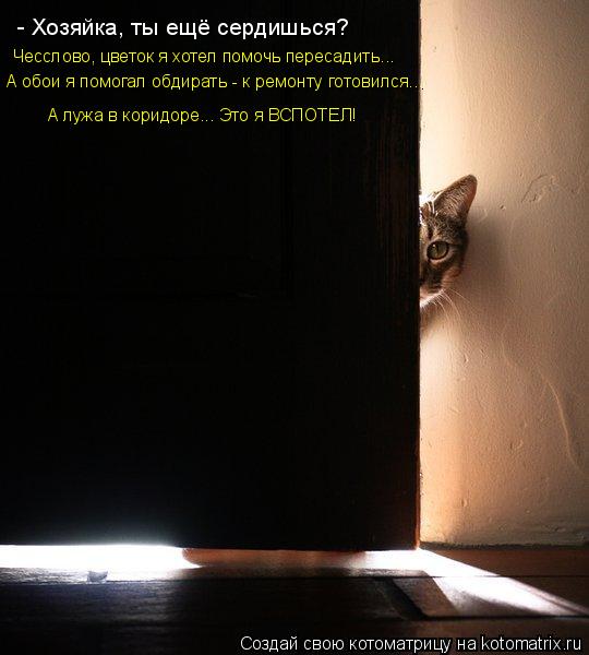 - Хозяйка, ты ещё сердишься? Чесслово, цветок я хотел помочь пересадить... А обои я помогал обдирать ... Котоматрица: - Хозяйка, ты ещё сердишься? Чесслово, цветок я хотел помочь пересадить... А обои я помогал обдирать - к ремонту готовился... А лужа в коридоре...