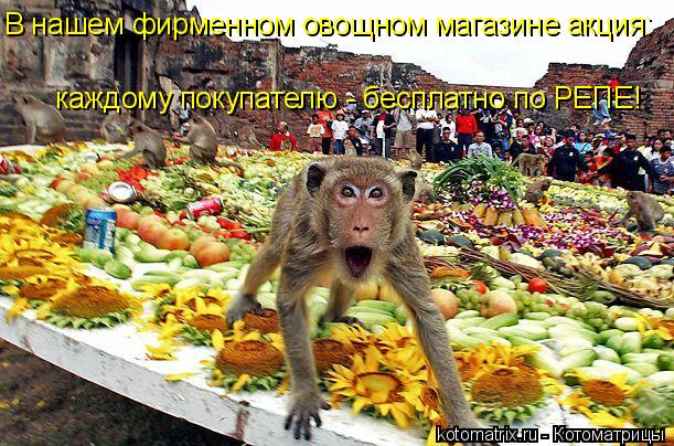 В нашем фирменном овощном магазине акция: каждому покупателю - бесплатно по РЕПЕ!... Котоматрица: В нашем фирменном овощном магазине акция: каждому покупателю - бесплатно по РЕПЕ!