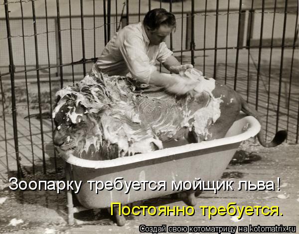 Зоопарку требуется мойщик льва! Постоянно требуется.... Котоматрица: Зоопарку требуется мойщик льва! Постоянно требуется.