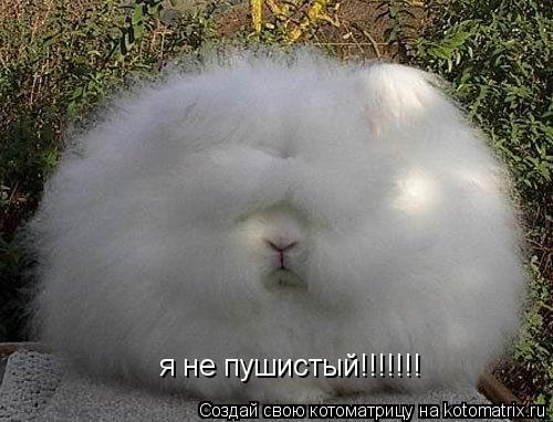 я не пушистый!!!!!!!... Котоматрица: я не пушистый!!!!!!!