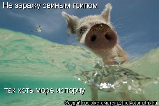 Котоматрица: Не заражу свиным грипом так хоть море испорчу
