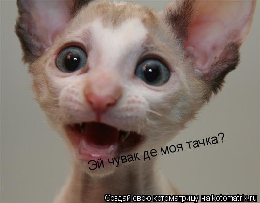 Эй чувак де моя тачка? Эй чувак де моя тачка?... Котоматрица: Эй чувак де моя тачка? Эй чувак де моя тачка?