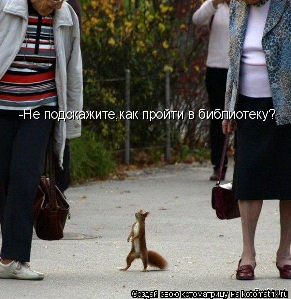 -Не подскажите,как пройти в библиотеку?... Котоматрица: -Не подскажите,как пройти в библиотеку?