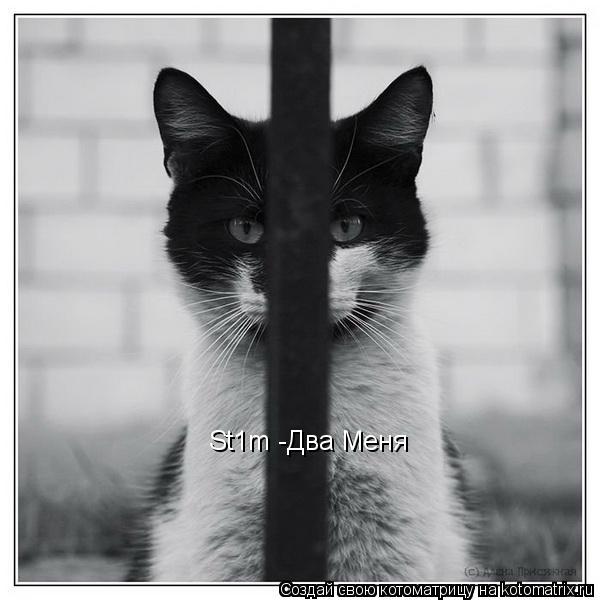 St1m -Два Меня... Котоматрица: St1m -Два Меня