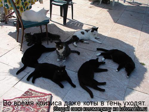 Котоматрица: Во время кризиса даже коты в тень уходят.