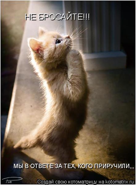 НЕ БРОСАЙТЕ!!! МЫ В ОТВЕТЕ ЗА ТЕХ, КОГО ПРИРУЧИЛИ,,,... Котоматрица: НЕ БРОСАЙТЕ!!! МЫ В ОТВЕТЕ ЗА ТЕХ, КОГО ПРИРУЧИЛИ,,,