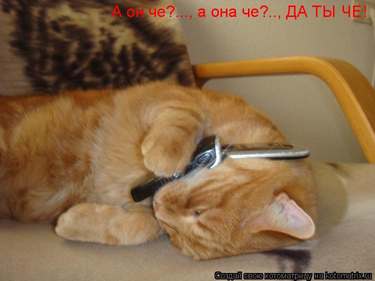А он че?..., а она че?.., ДА ТЫ ЧЕ!... Котоматрица: А он че?..., а она че?.., ДА ТЫ ЧЕ!