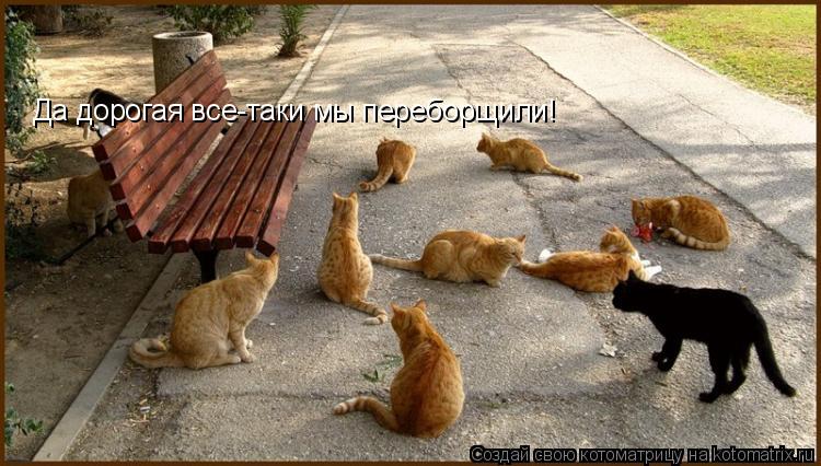 Котоматрица: Да дорогая все-таки мы переборщили!