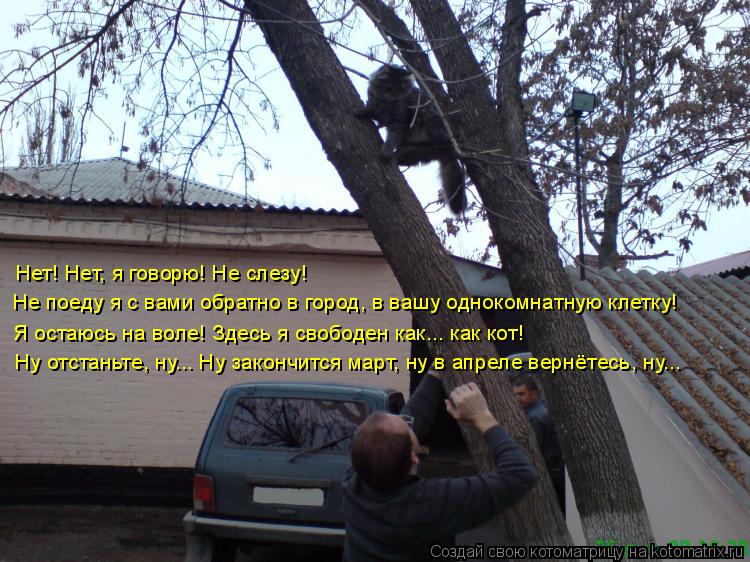 Нет! Нет, я говорю! Не слезу! Не поеду я с вами обратно в город, в вашу однокомнатную клетку! Я остаю... Котоматрица: Нет! Нет, я говорю! Не слезу! Не поеду я с вами обратно в город, в вашу однокомнатную клетку! Я остаюсь на воле! Здесь я свободен как... как кот! Н