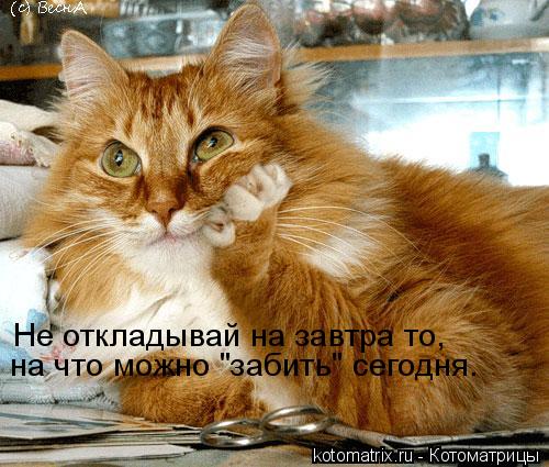 Не откладывай на завтра то, на что можно "забить" сегодня.... Котоматрица: Не откладывай на завтра то, на что можно "забить" сегодня.