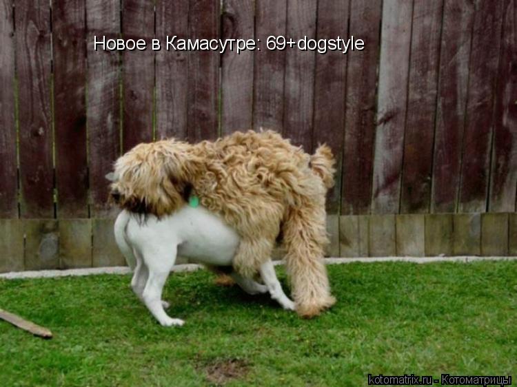 Новое в Камасутре: 69+dogstyle... Котоматрица: Новое в Камасутре: 69+dogstyle