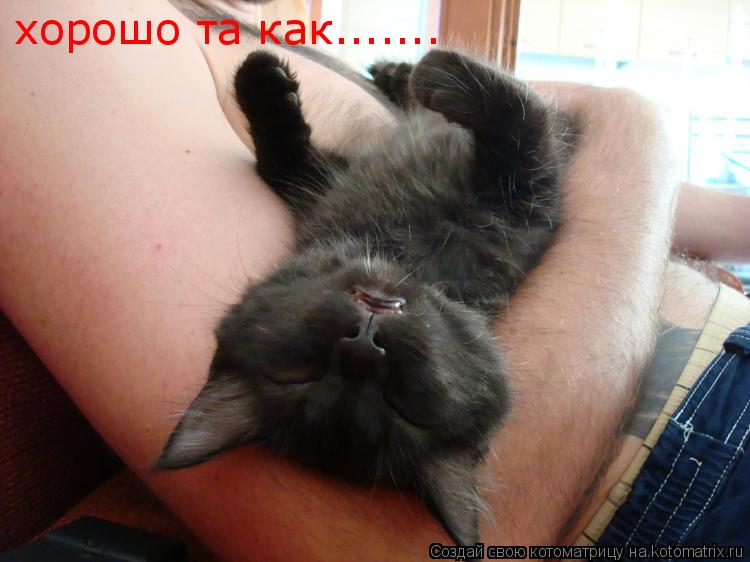 хорошо та как.......... Котоматрица: хорошо та как.......