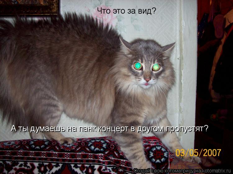 Что это за вид? А ты думаешь на панк концерт в другом пропустят?... Котоматрица: Что это за вид? А ты думаешь на панк концерт в другом пропустят?