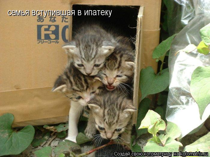семья вступившая в ипатеку... Котоматрица: семья вступившая в ипатеку