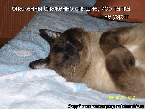 Котоматрица: блаженны блаженно-спящие, ибо тапка не узрят