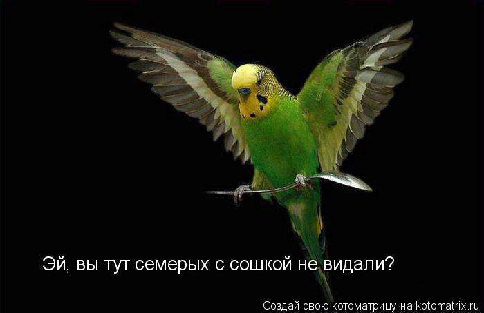 Котоматрица: Эй, вы тут семерых с сошкой не видали?