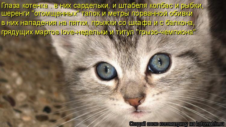 Глаза котенка – в них сардельки, и штабеля колбас и рыбки, шеренги "отомщенных" тапок и метры порванн... Котоматрица: Глаза котенка – в них сардельки, и штабеля колбас и рыбки, шеренги "отомщенных" тапок и метры порванной обивки в них нападения на пятки, прыж