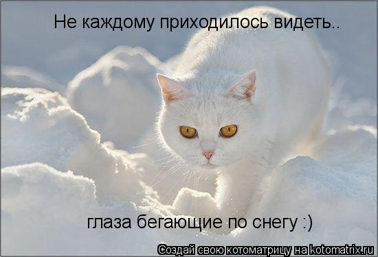 Не каждому приходилось видеть.. глаза бегающие по снегу :)... Котоматрица: Не каждому приходилось видеть.. глаза бегающие по снегу :)