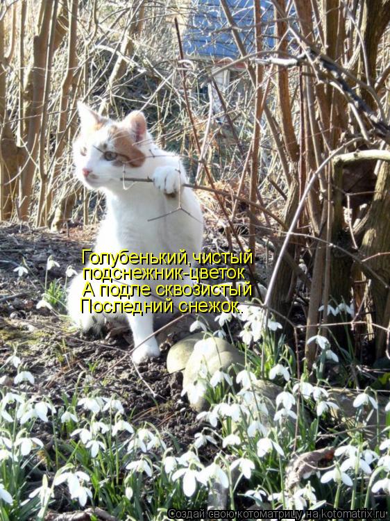 Котоматрица: Голубенький,чистый подснежник-цветок А подле сквозистый Последний снежок.