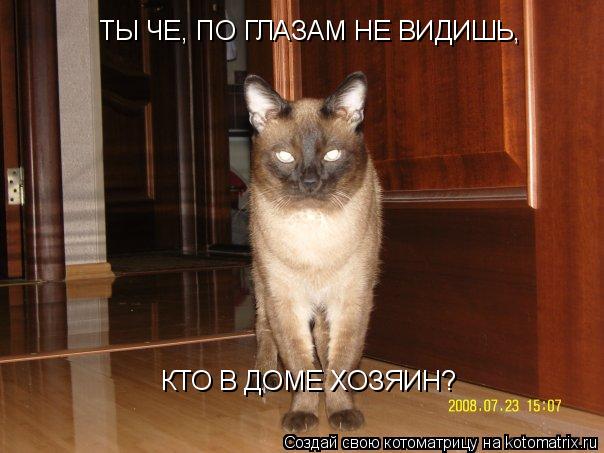 Котоматрица: ТЫ ЧЕ, ПО ГЛАЗАМ НЕ ВИДИШЬ,  КТО В ДОМЕ ХОЗЯИН?