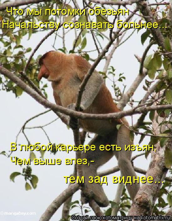 В любой карьере есть изъян, Чем выше влез,- тем зад виднее... Что мы потомки обезьян Начальству созна... Котоматрица: В любой карьере есть изъян, Чем выше влез,- тем зад виднее... Что мы потомки обезьян Начальству сознавать больнее...
