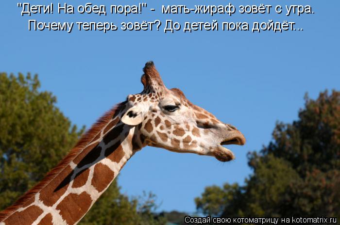 "Дети! На обед пора!" - мать-жираф зовёт с утра. Почему теперь зовёт? До детей пока дойдёт…..... Котоматрица: "Дети! На обед пора!" - мать-жираф зовёт с утра. Почему теперь зовёт? До детей пока дойдёт…..