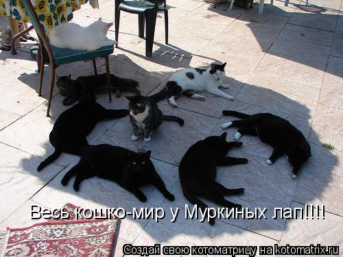 Весь кошко-мир у Муркиных лап!!!!... Котоматрица: Весь кошко-мир у Муркиных лап!!!!