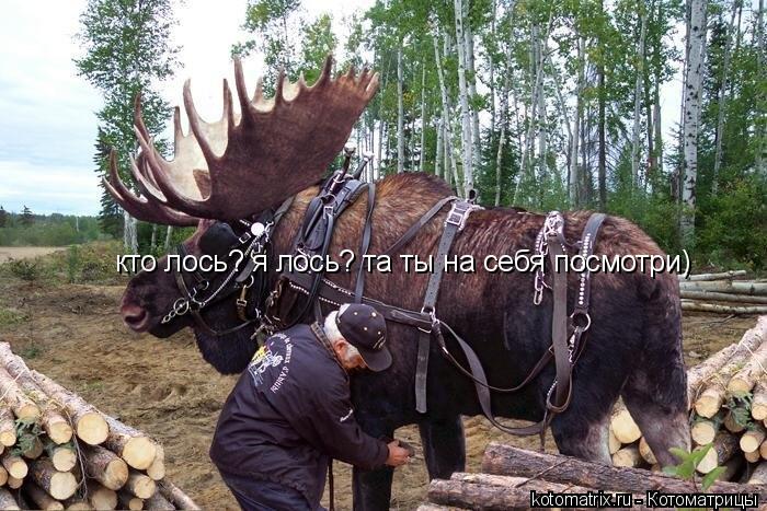 кто лось? я лось? та ты на себя посмотри)... Котоматрица: кто лось? я лось? та ты на себя посмотри)